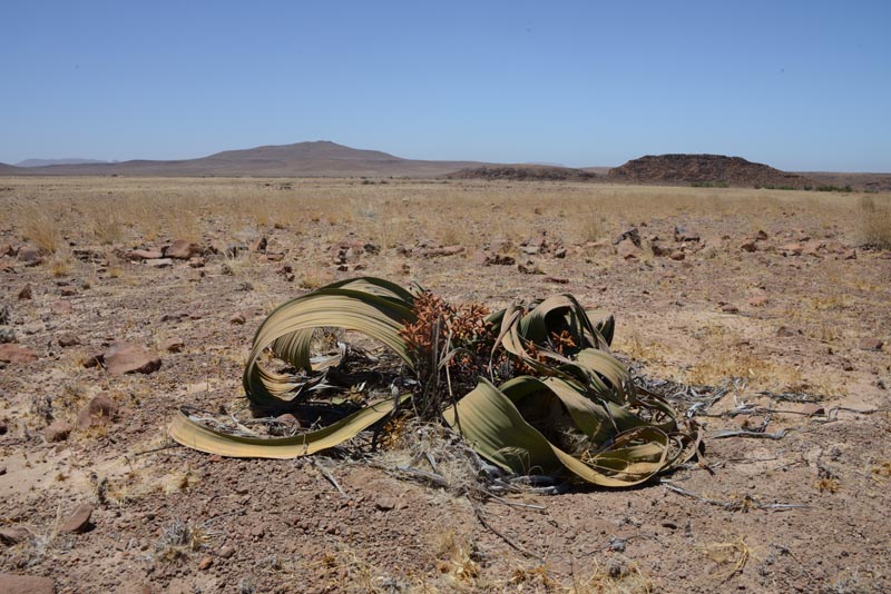 Welwitschia