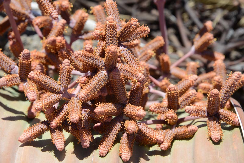 Welwitschia