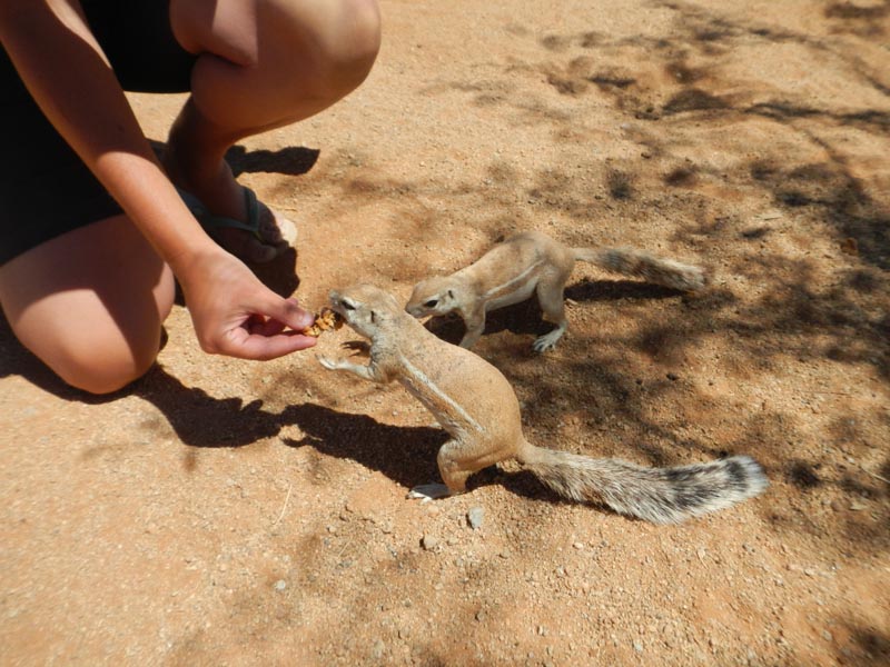 Ground Squirrel