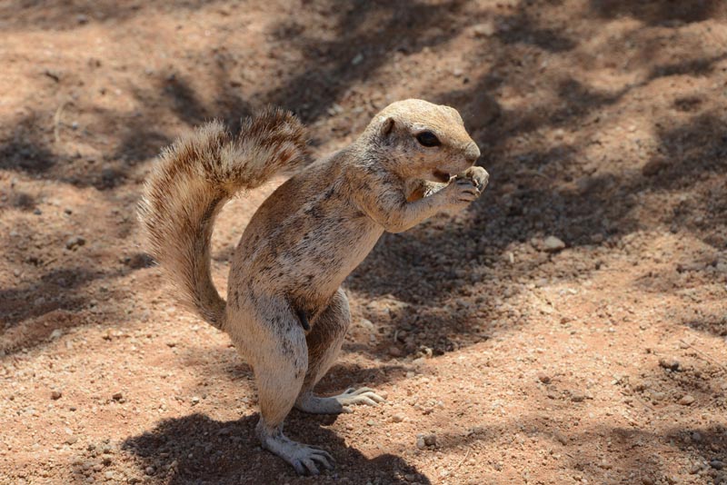 Ground Squirrel