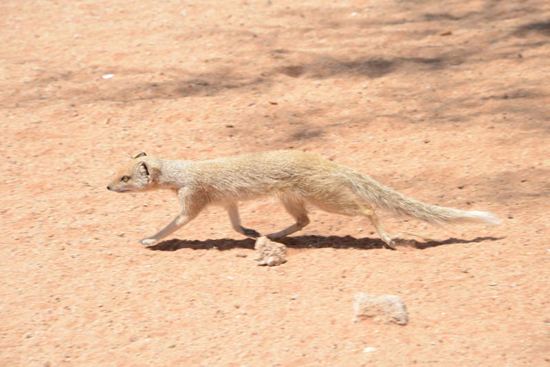 Yellow Mongoose