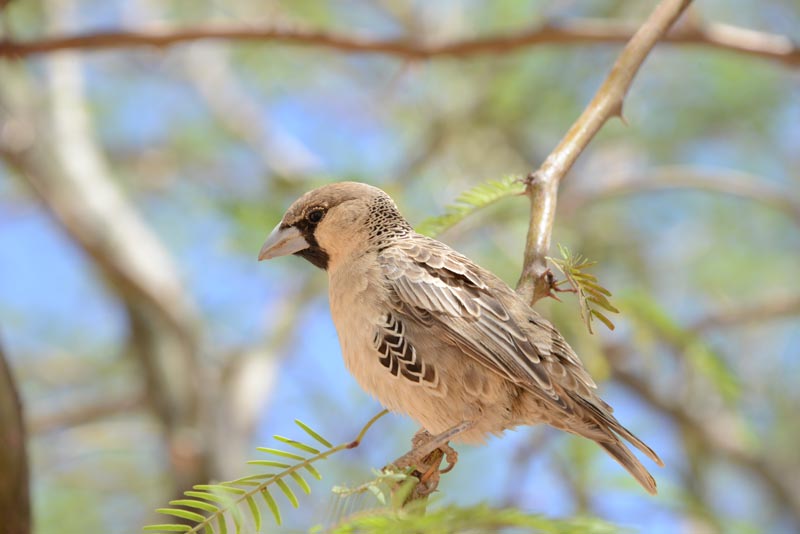 Sociable Weaver