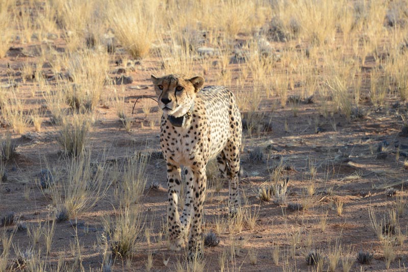 Cheetah