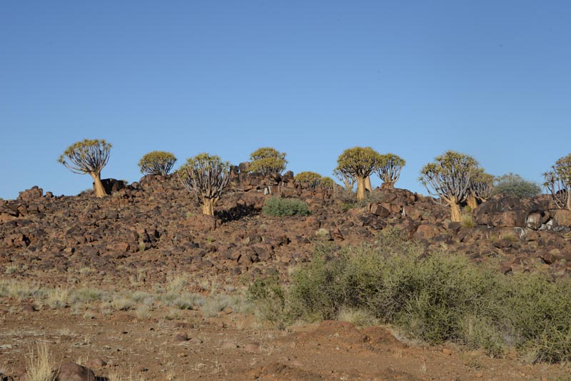 Mesosaurus Camp