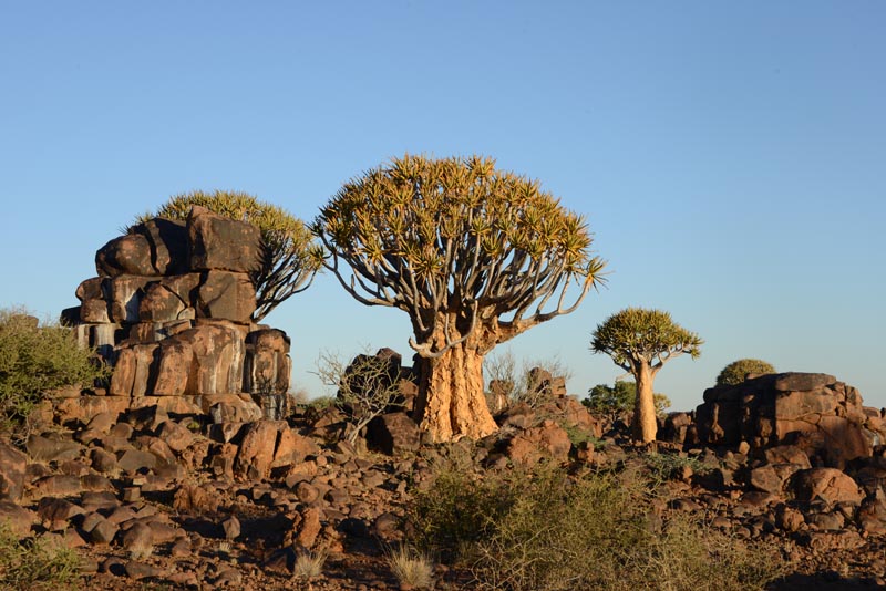 Quiver Tree