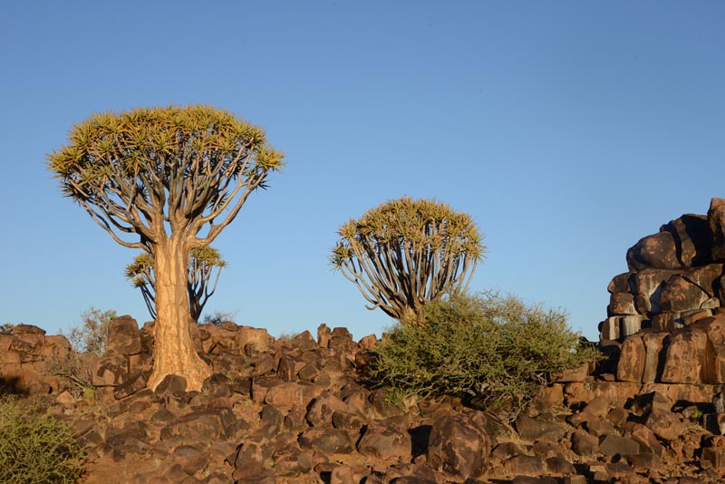 Quiver Tree