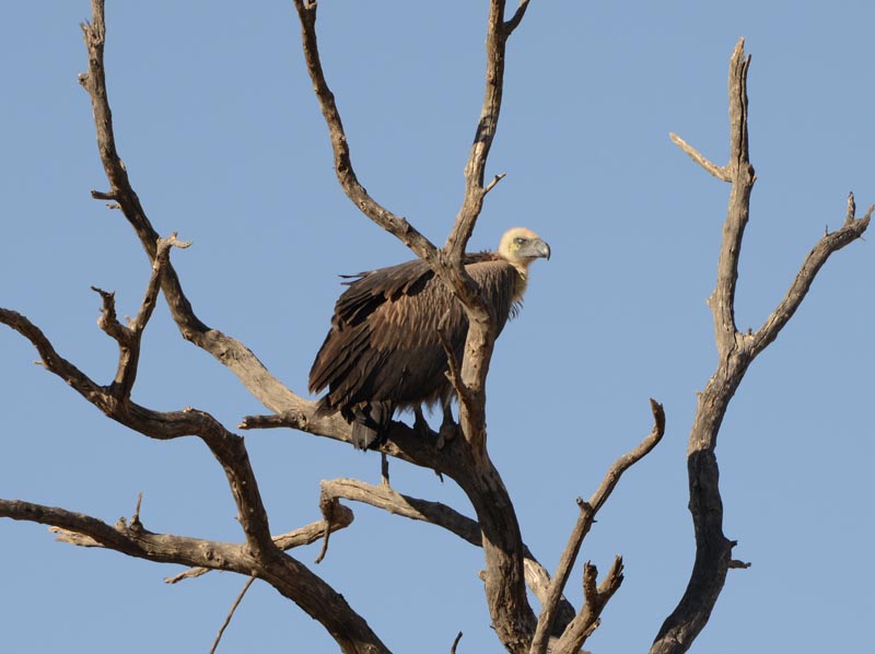 White-backed Vulture