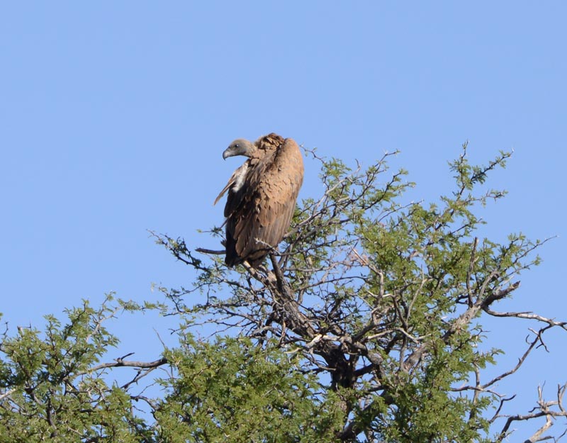 Cape Vulture