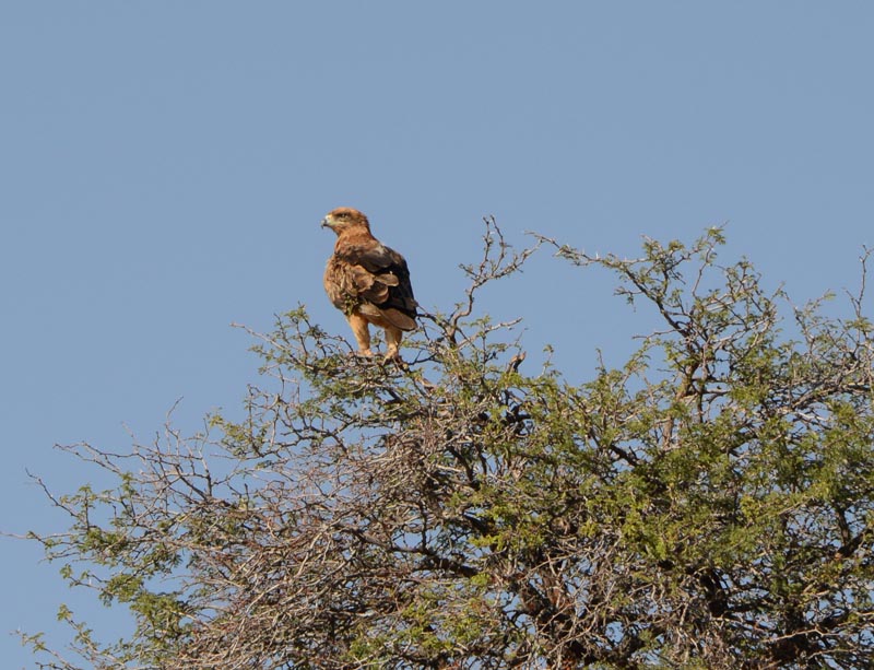 Tawny Eagle