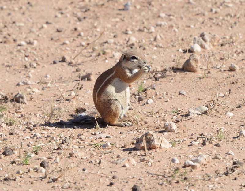 Ground Squirrel