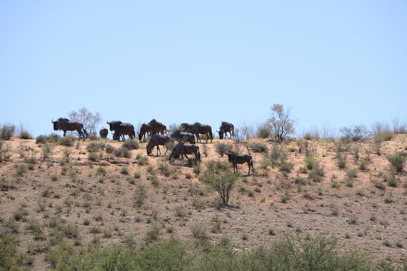 Blue Wildebeest