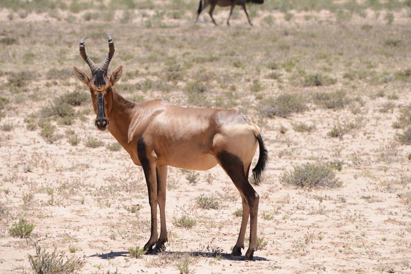 Red Hartebeest