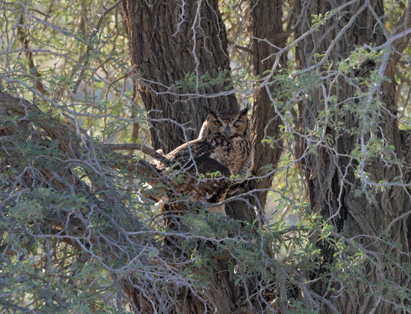 Spotted Eagle Owl