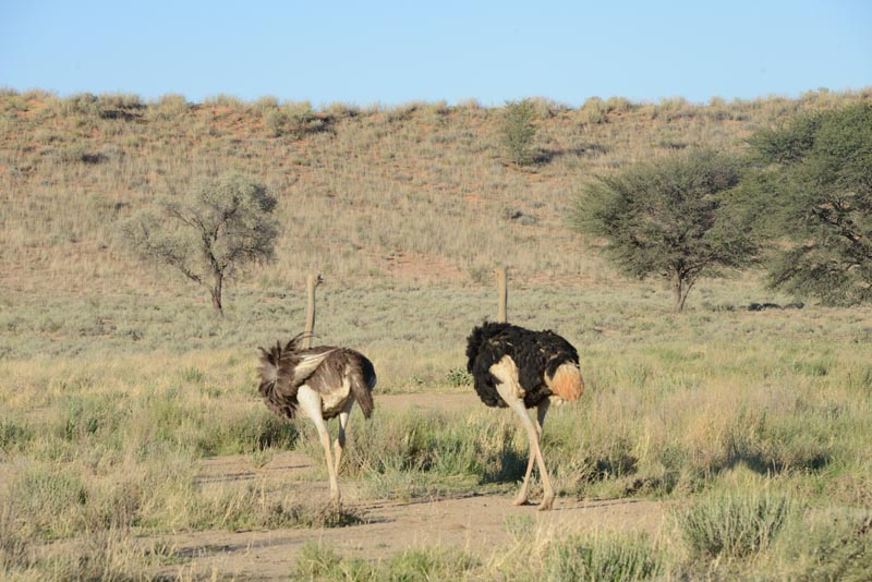 Ostrich