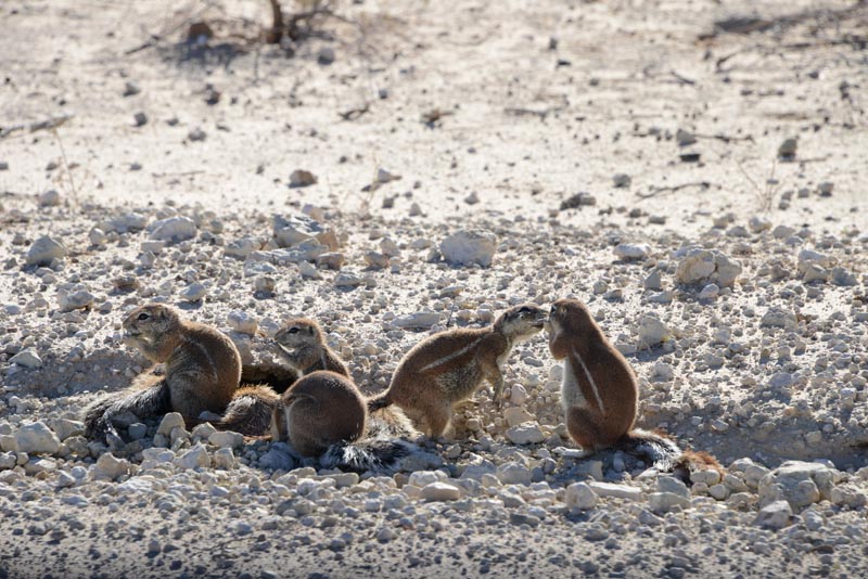 Ground Squirrel