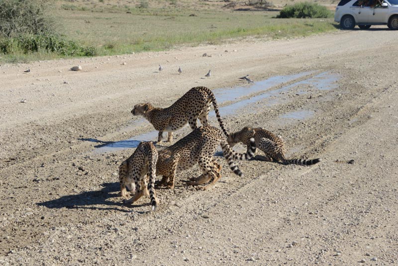 Cheetah