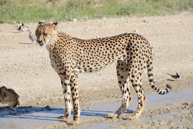 Cheetah