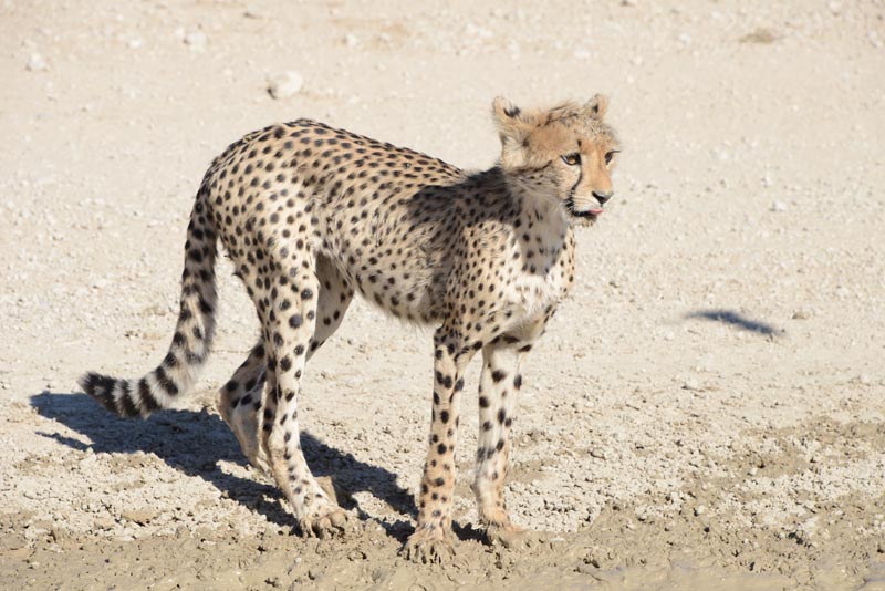 Cheetah