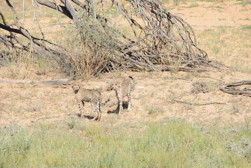 Cheetah