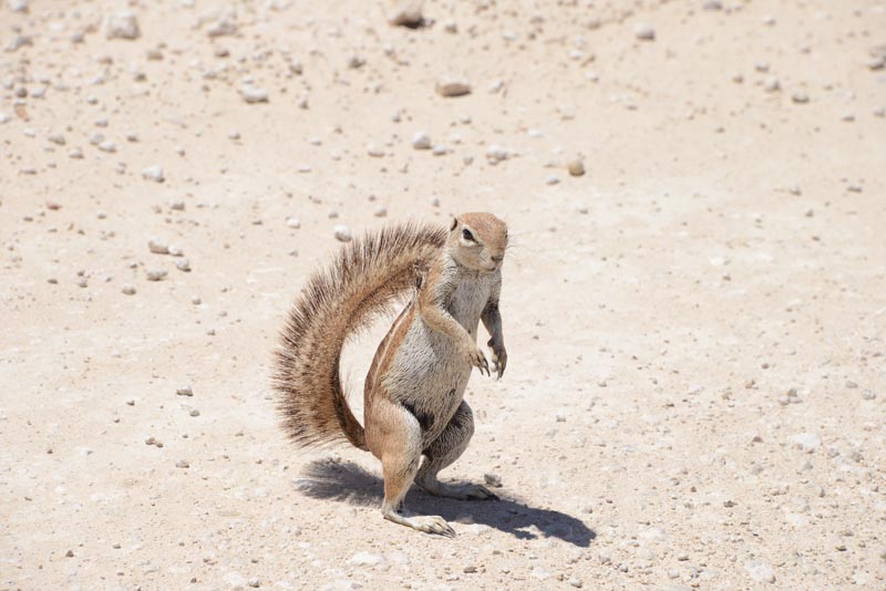 Ground Squirrel