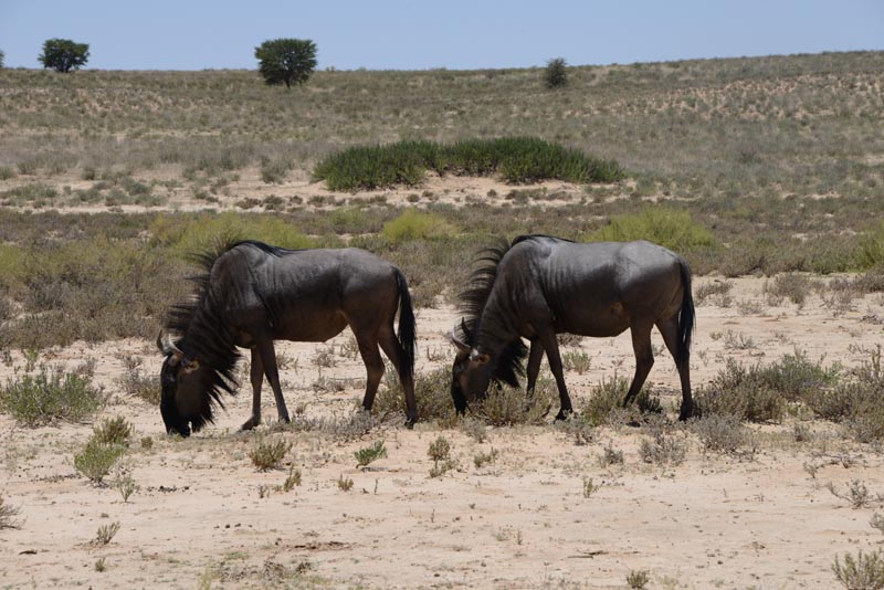 Blue Wildebeest