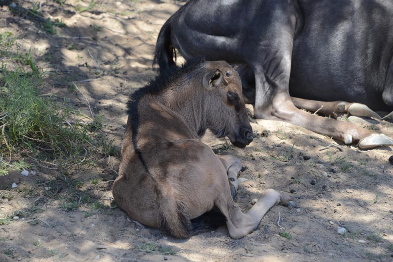 Blue Wildebeest