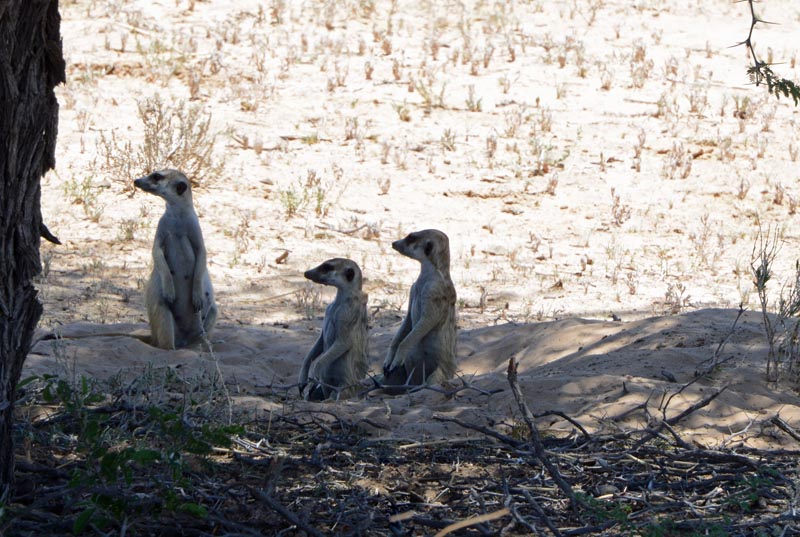 Meerkat