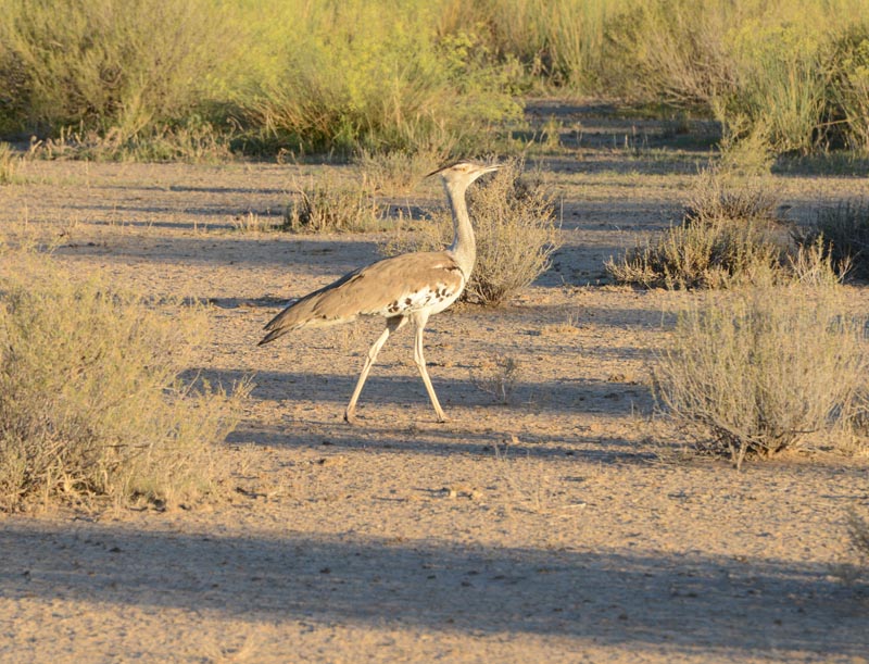 Kori Bustard