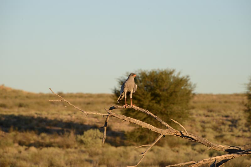 Pale Chanting Goshawk