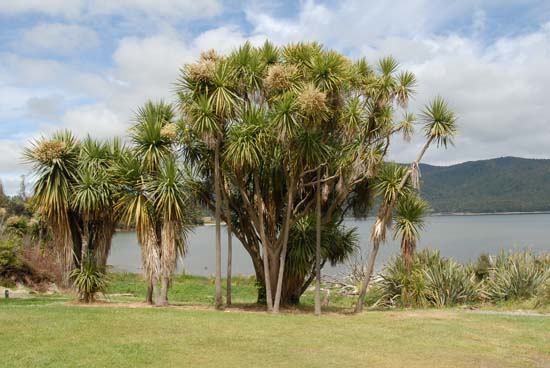 Lake Te Anau