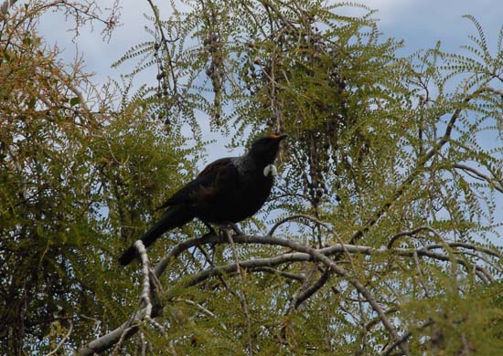 Tui