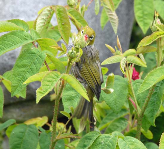 Silvereye