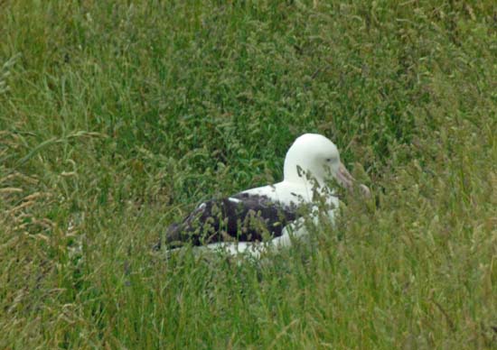 Royal Albatross