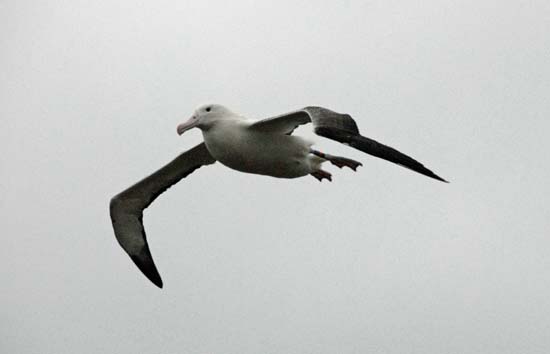 Royal Albatross