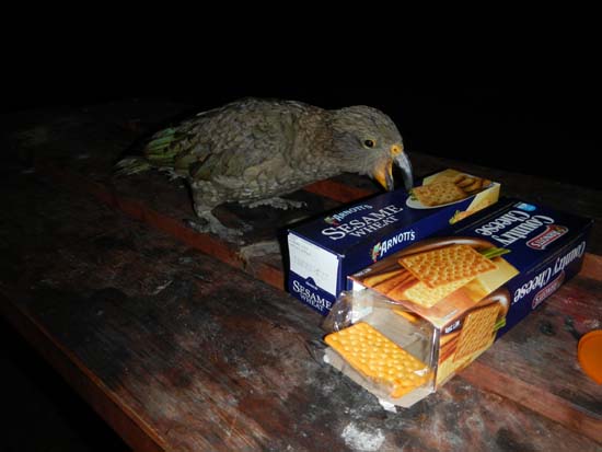 Kea