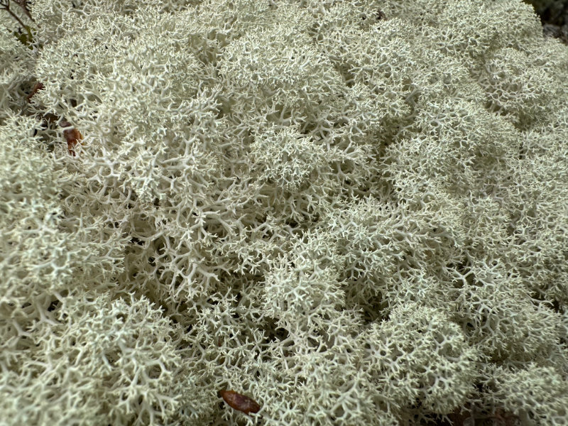 M�svatn