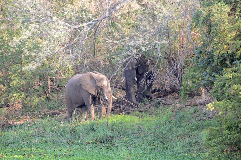 Maramba River Lodge