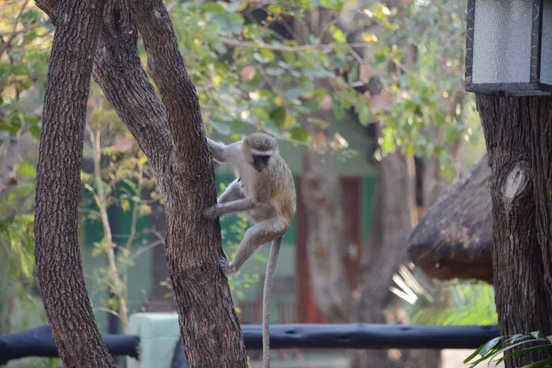 Maramba River Lodge