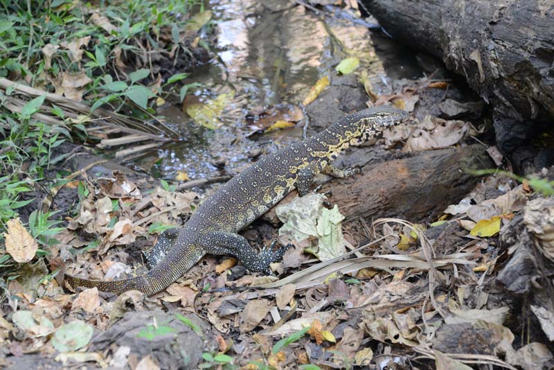 Water Monitor