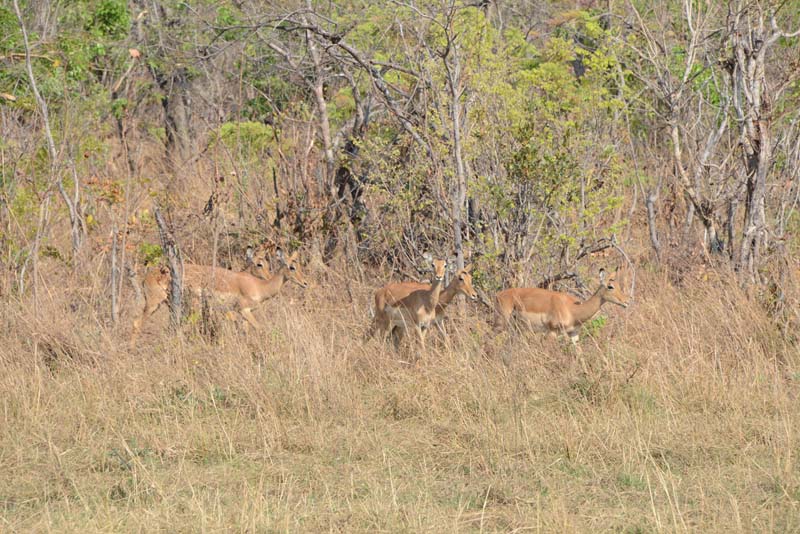 Impala