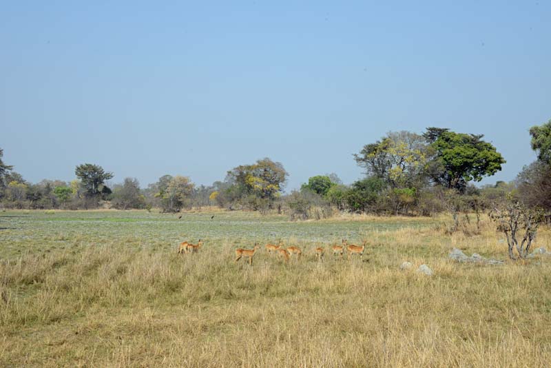 Kafue NP