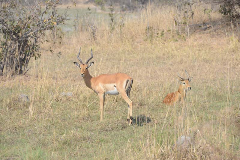 Puku & Impala