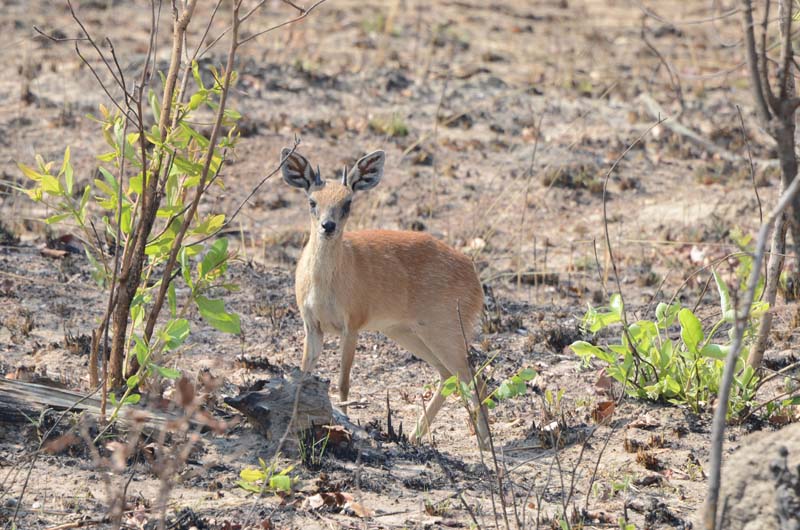 Sharpe's Grysbok