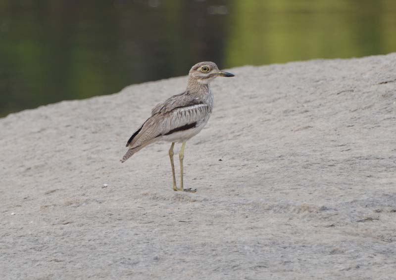 Water Thick-knee