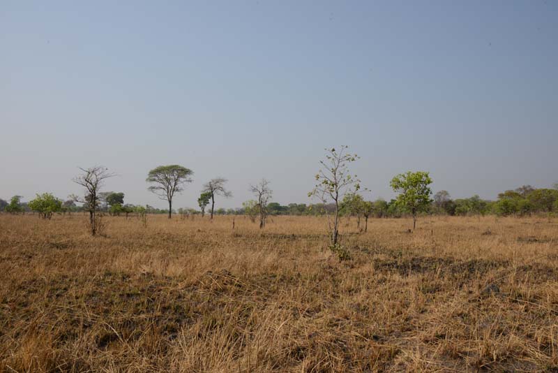 Kafue NP