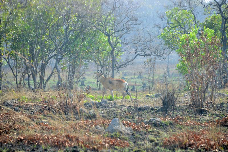 Lichtenstein's Hartebeest