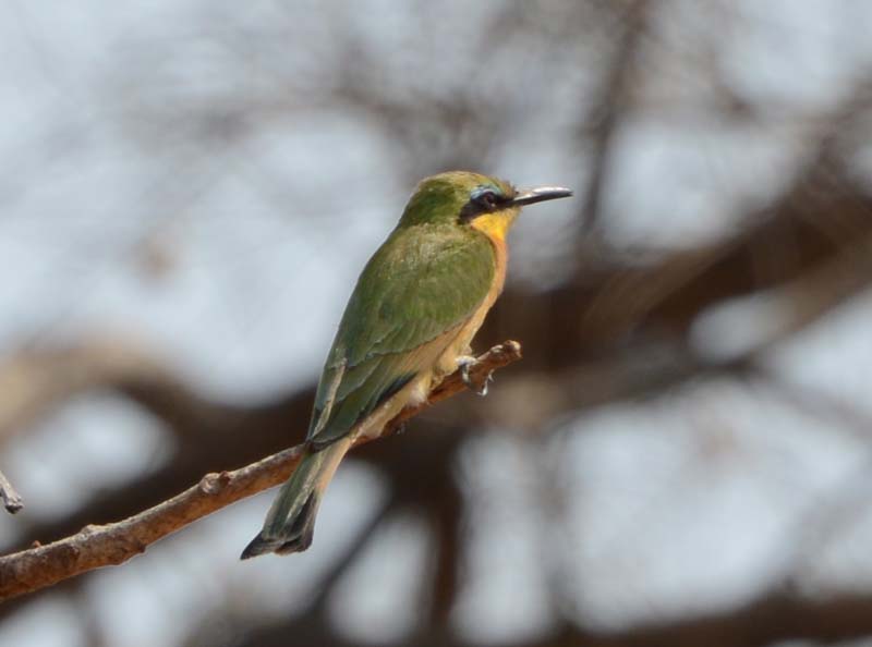 Little Bee-eater