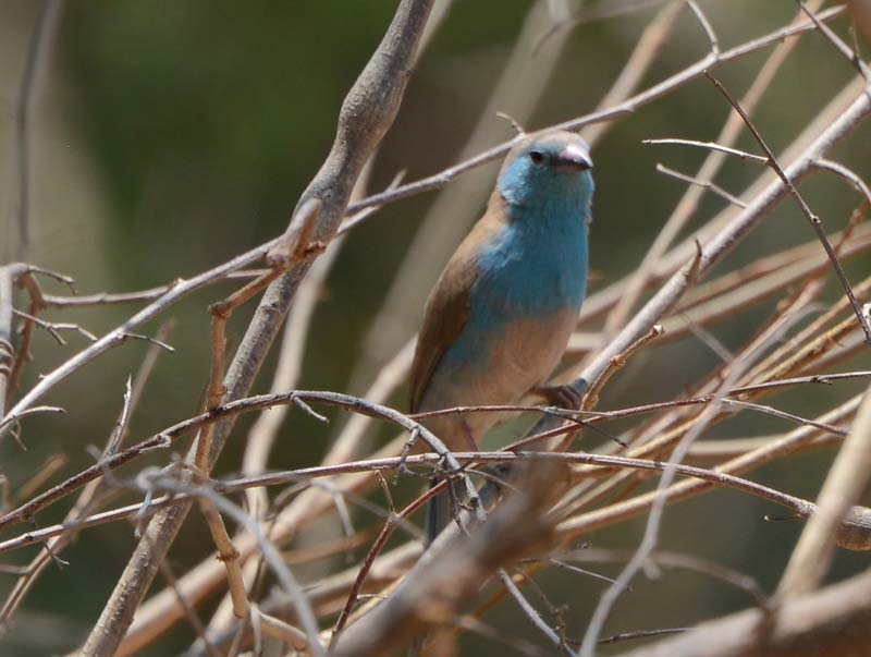 Blue Waxbill