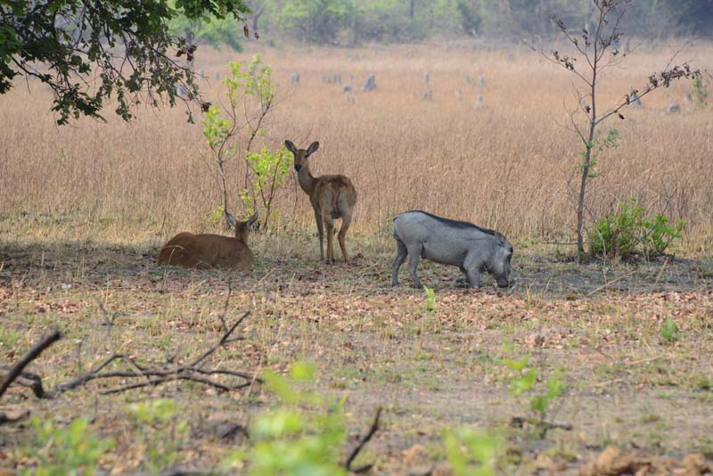 Puku&Warthog