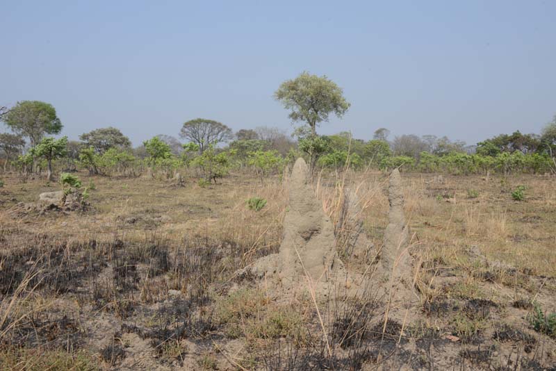 Kafue NP